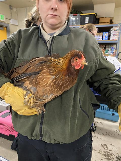 Adoptable Bird