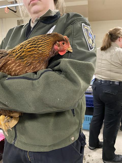 Adoptable Bird