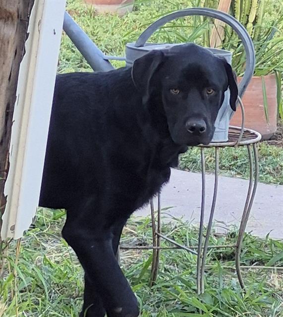 Duke