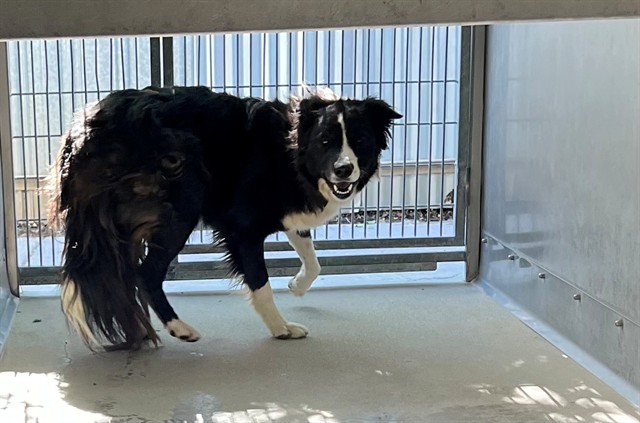 Adoptable Dog