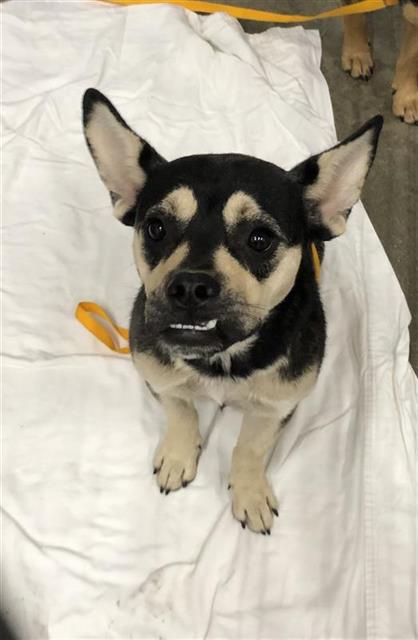 Adoptable Dog