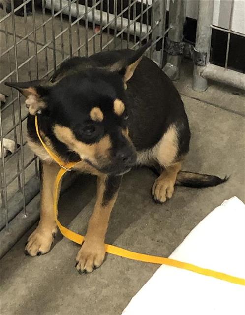 Adoptable Dog