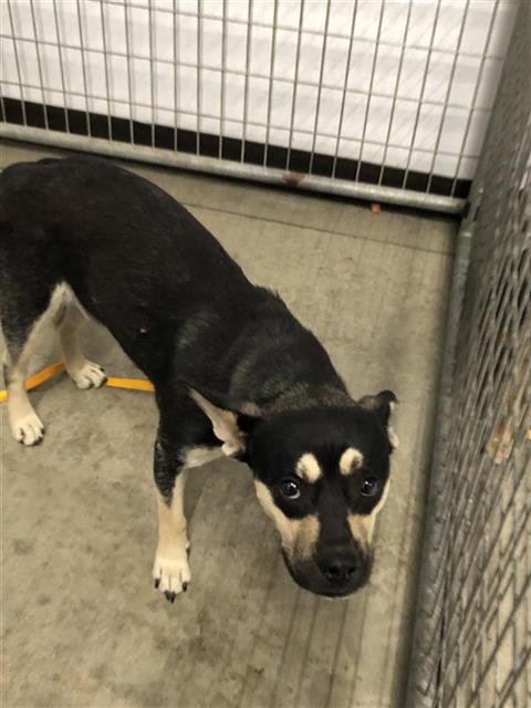 Adoptable Dog