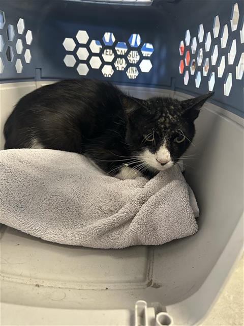 Adoptable Cat