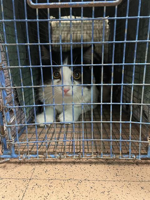 Adoptable Cat