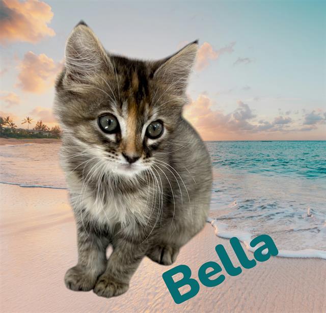 *Bella