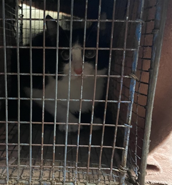 Adoptable Cat