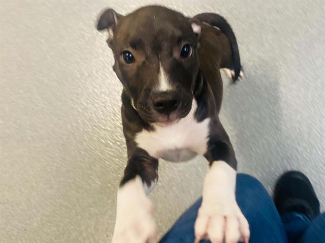 Arya