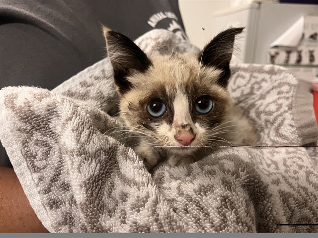 Adoptable Cat