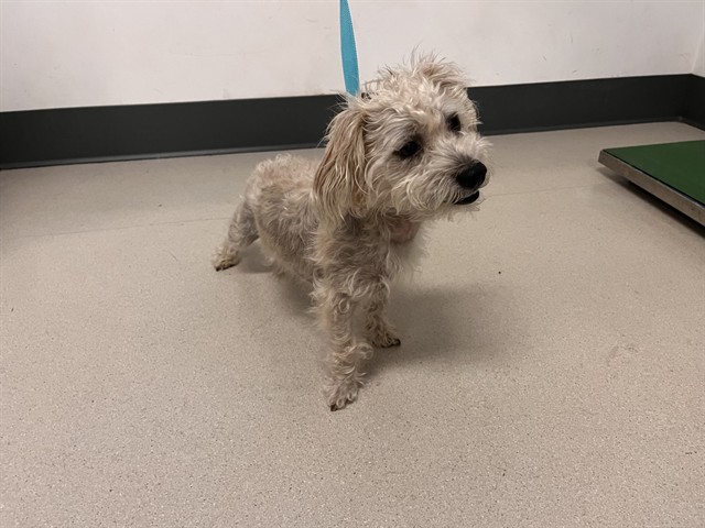 Adoptable Dog
