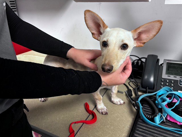 Adoptable Dog