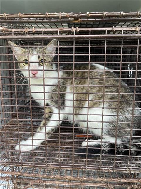 Adoptable Cat