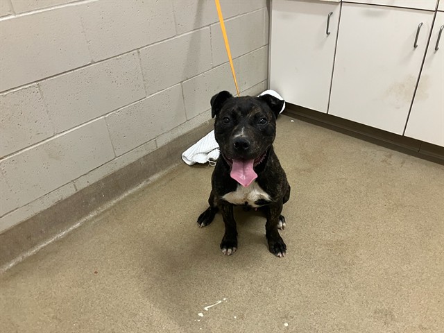 Adoptable Dog