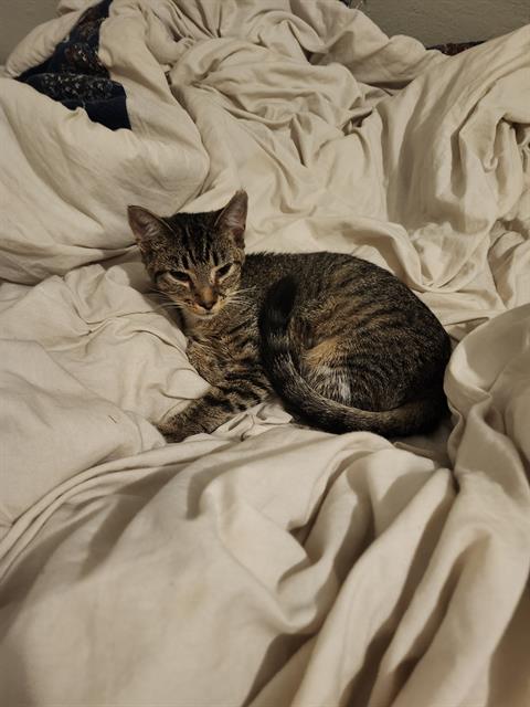 Cleopatra
