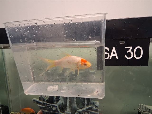 Axolotl