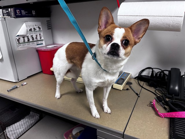 Adoptable Dog
