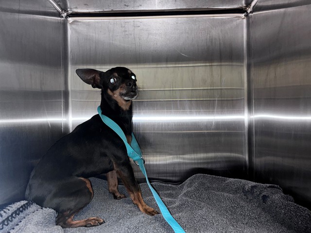 Adoptable Dog