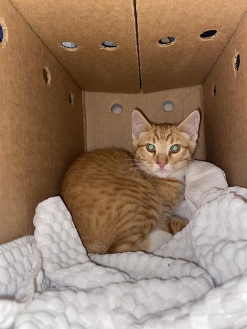 Adoptable Cat
