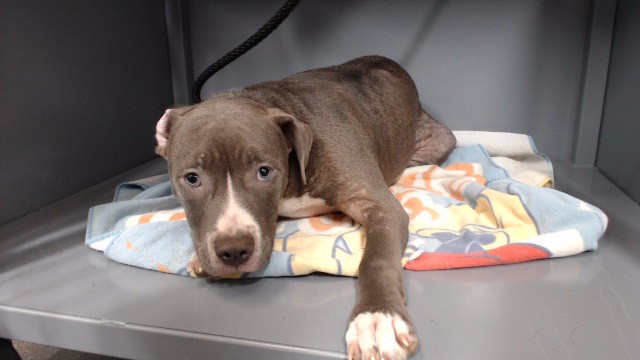 Adoptable Dog