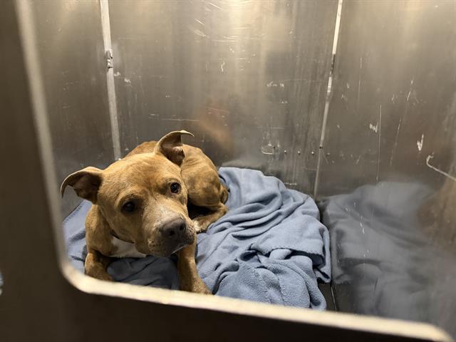 Adoptable Dog
