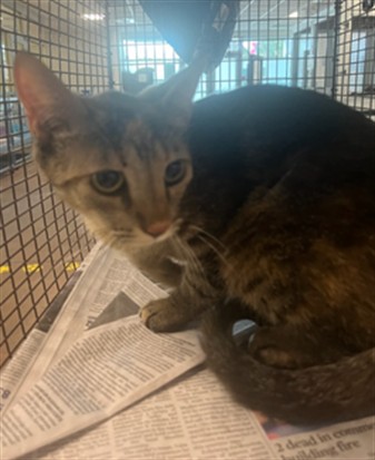 Adoptable Cat
