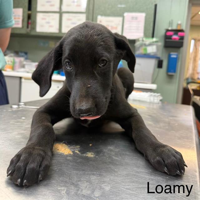 Loamy