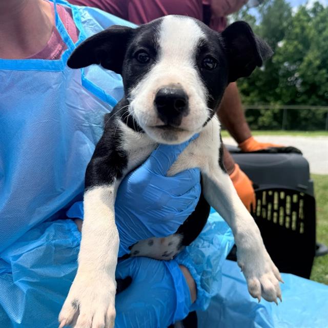 Stella