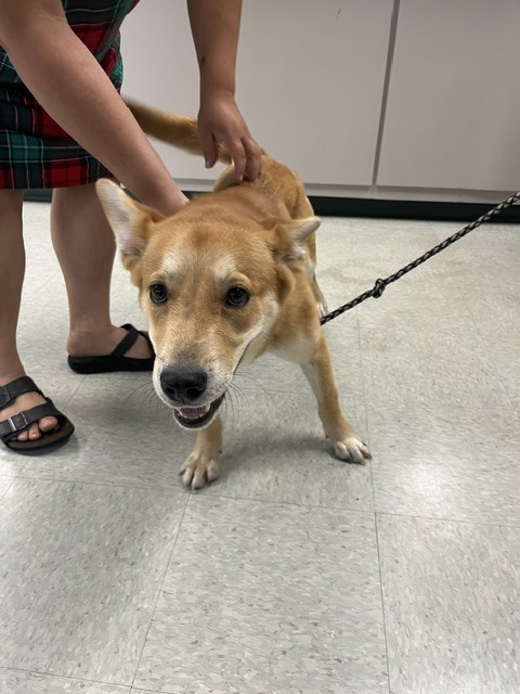 Adoptable Dog