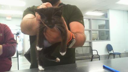 Adoptable Cat