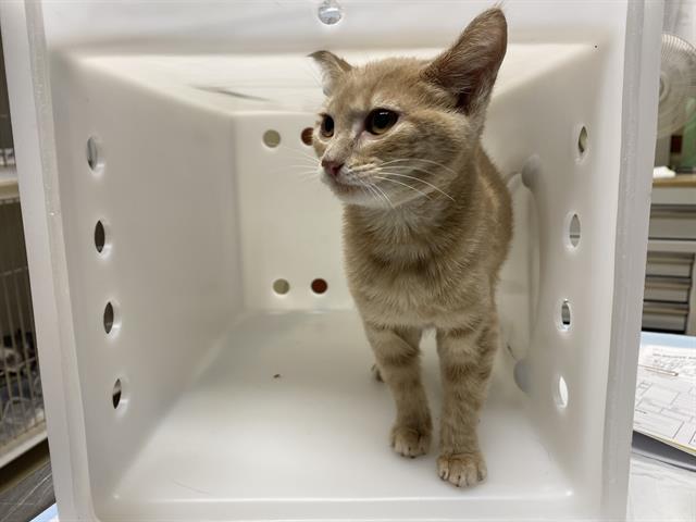 Adoptable Cat