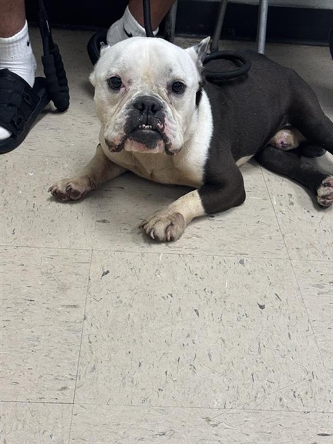 Adoptable Dog