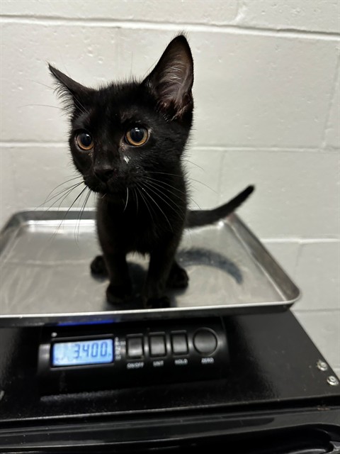 Simon