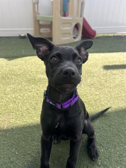 Roo