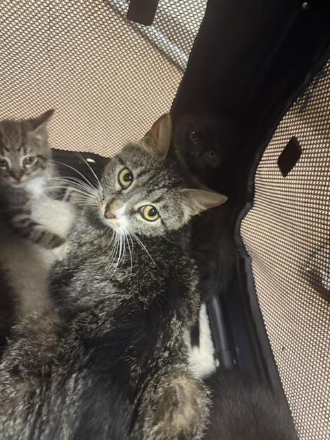 Mittens