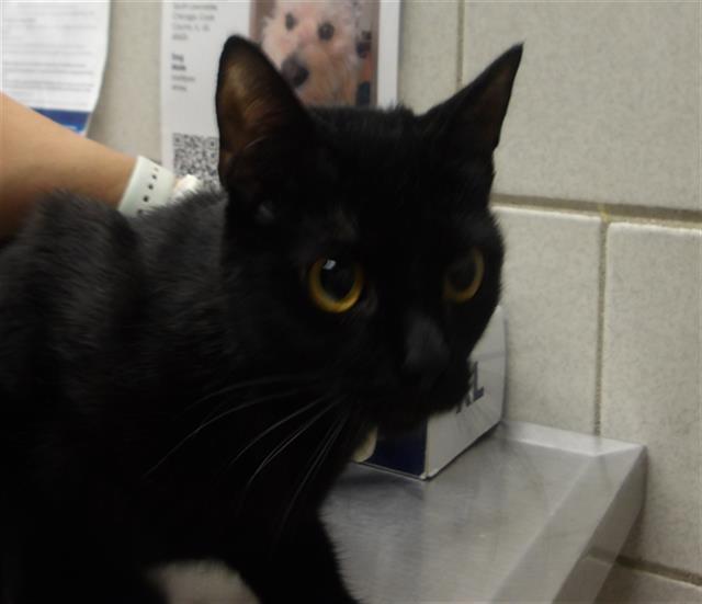 Adoptable Cat