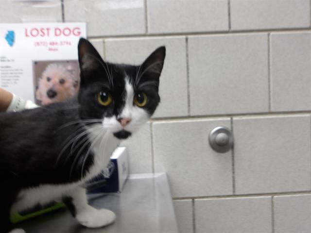 Adoptable Cat
