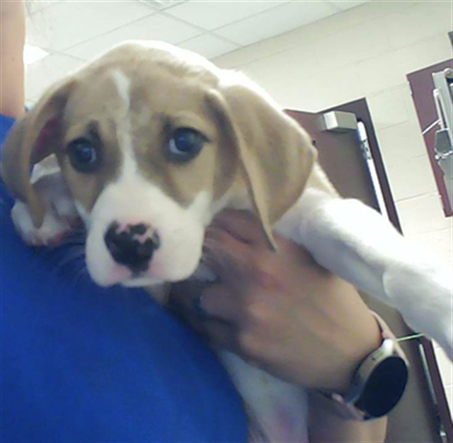Adoptable Dog