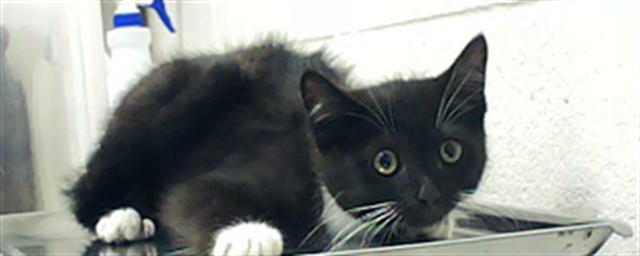 Adoptable Cat
