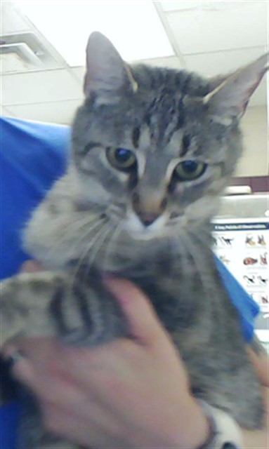 Adoptable Cat