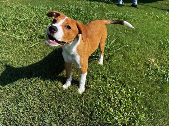 Adoptable Dog