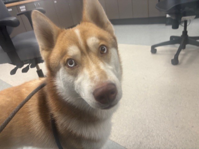 Balto