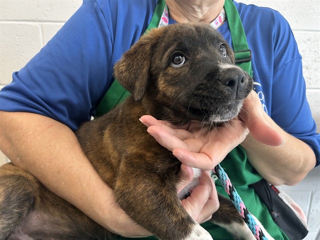 Adoptable Dog