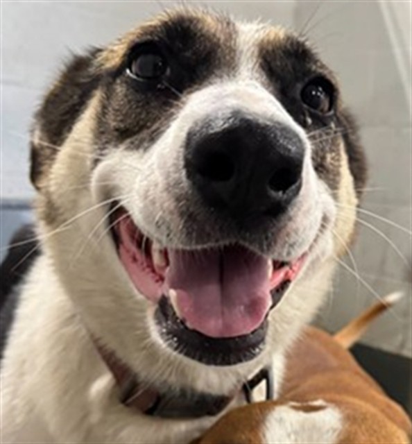 Adoptable Dog