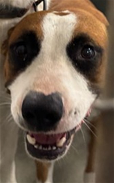 Adoptable Dog