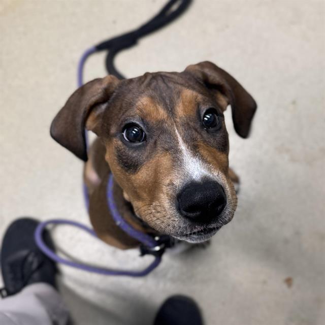 Coco