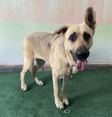 Adoptable Dog