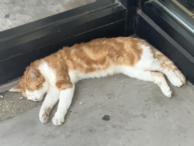 Adoptable Cat