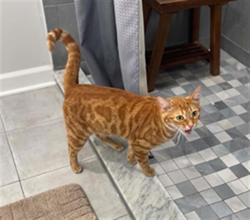 Adoptable Cat