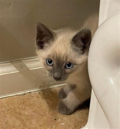 Adoptable Cat