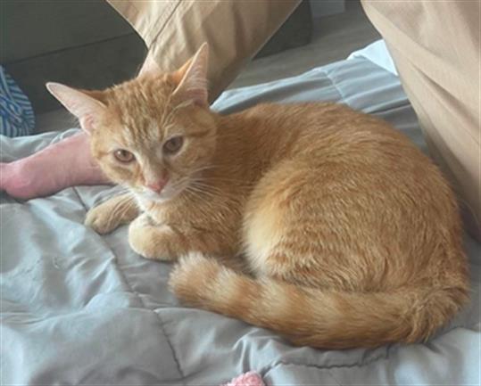 Adoptable Cat